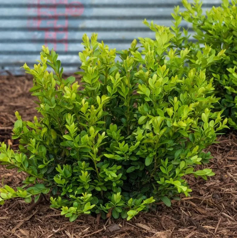 Green Velvet Boxwood Live Plant – Quart Pot – Evergreen Shrub – Outdoor - Image 2