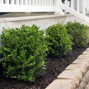 Green Velvet Boxwood Live Plant – Quart Pot – Evergreen Shrub – Outdoor - Image 3