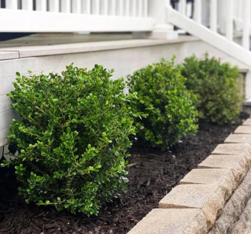 Green Velvet Boxwood Live Plant – Quart Pot – Evergreen Shrub – Outdoor - Image 3