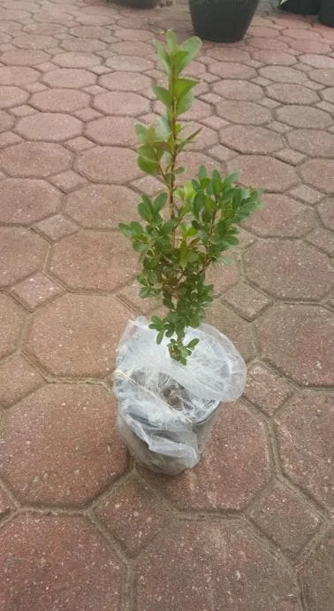 Green Velvet Boxwood Live Plant – Quart Pot – Evergreen Shrub – Outdoor - Image 5