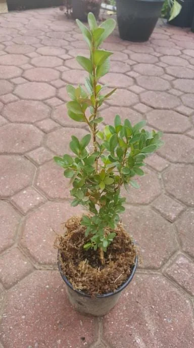 Green Velvet Boxwood Live Plant – Quart Pot – Evergreen Shrub – Outdoor - Image 6