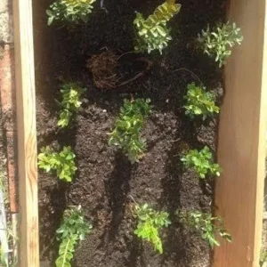 Green Velvet Boxwood Live Plant – Quart Pot – Evergreen Shrub – Outdoor - Image 7