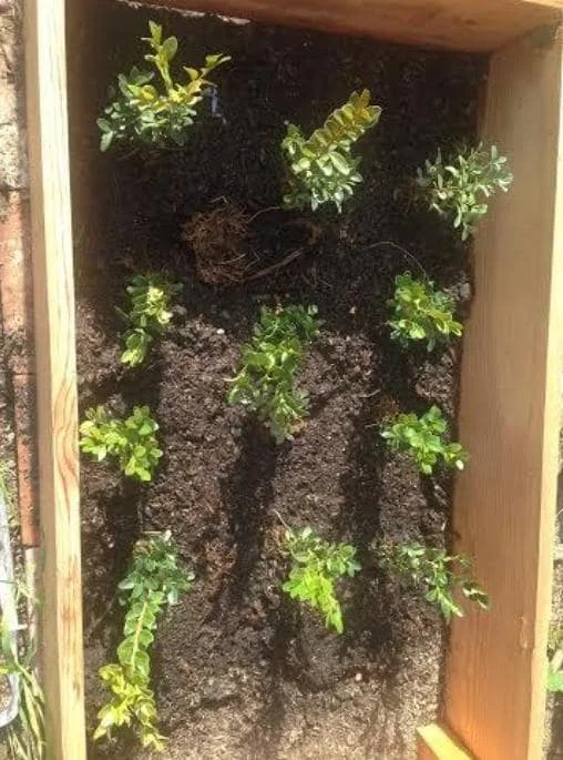 Green Velvet Boxwood Live Plant – Quart Pot – Evergreen Shrub – Outdoor - Image 7