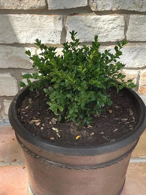 Green Velvet Boxwood Live Plant – Quart Pot – Evergreen Shrub – Outdoor - Image 8