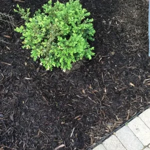 Green Velvet Boxwood Live Plant – Quart Pot – Evergreen Shrub – Outdoor - Image 9
