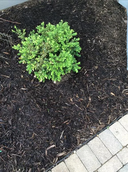 Green Velvet Boxwood Live Plant – Quart Pot – Evergreen Shrub – Outdoor - Image 9