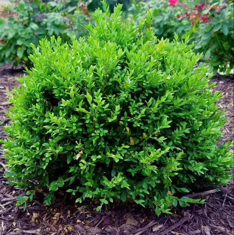 Green Velvet Boxwood Live Plant – Quart Pot – Evergreen Shrub – Outdoor - Image 1