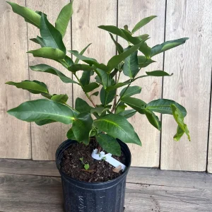 Green Wax Apple Live Plant - Syzygium Samarangense Tree, 3 Gallon Pot - Image 2