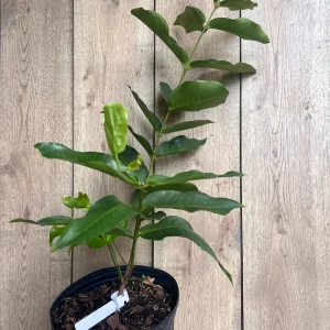 Green Wax Apple Live Plant - Syzygium Samarangense Tree, 3 Gallon Pot - Image 6