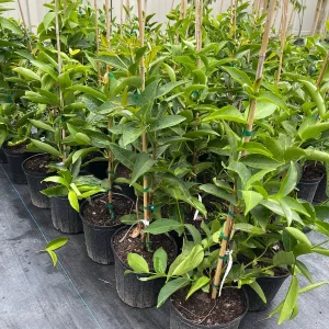 Green Wax Jambu Tree – Live Plant – 3 Gallon Pot – 2-3 Feet Tall – Edible Fruit - Image 3