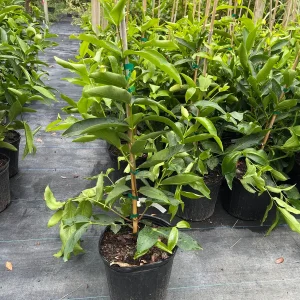 Green Wax Jambu Tree – Live Plant – 3 Gallon Pot – 2-3 Feet Tall – Edible Fruit - Image 1