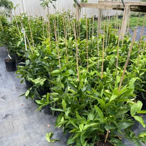 Green Wax Jambu Tree – Live Plant – 3 Gallon Pot – 2-3 Feet Tall – Edible Fruit - Image 4