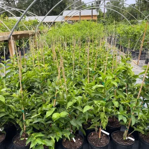 Green Wax Jambu Tree – Live Plant – 3 Gallon Pot – 2-3 Feet Tall – Edible Fruit - Image 5