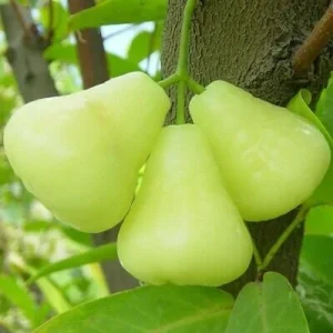 Green Wax Jambu Tree – Live Plant – 3 Gallon Pot – 2-3 Feet Tall – Edible Fruit - Image 7