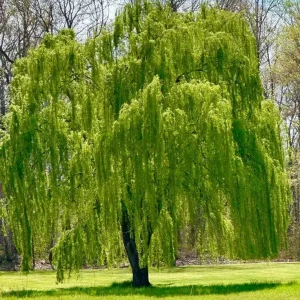 Green Weeping Willow Tree Live Plant – 3 Bare-Root – Outdoor - Image 1