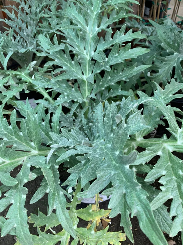 GreenGlobe Artichoke Live Plant - 1 Starter - 4" Tall Plant in 3" Pot - Image 1