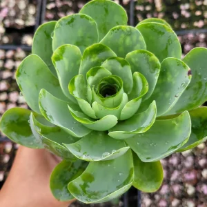 Greenovia Aurea Succulent Plant - Live Drought-Tolerant Succulent - Image 2