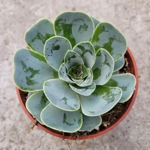 Greenovia Aurea Succulent Plant - Live Drought-Tolerant Succulent - Image 3