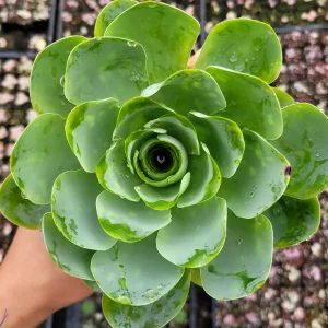 Greenovia Aurea Succulent Plant - Live Drought-Tolerant Succulent - Image 1