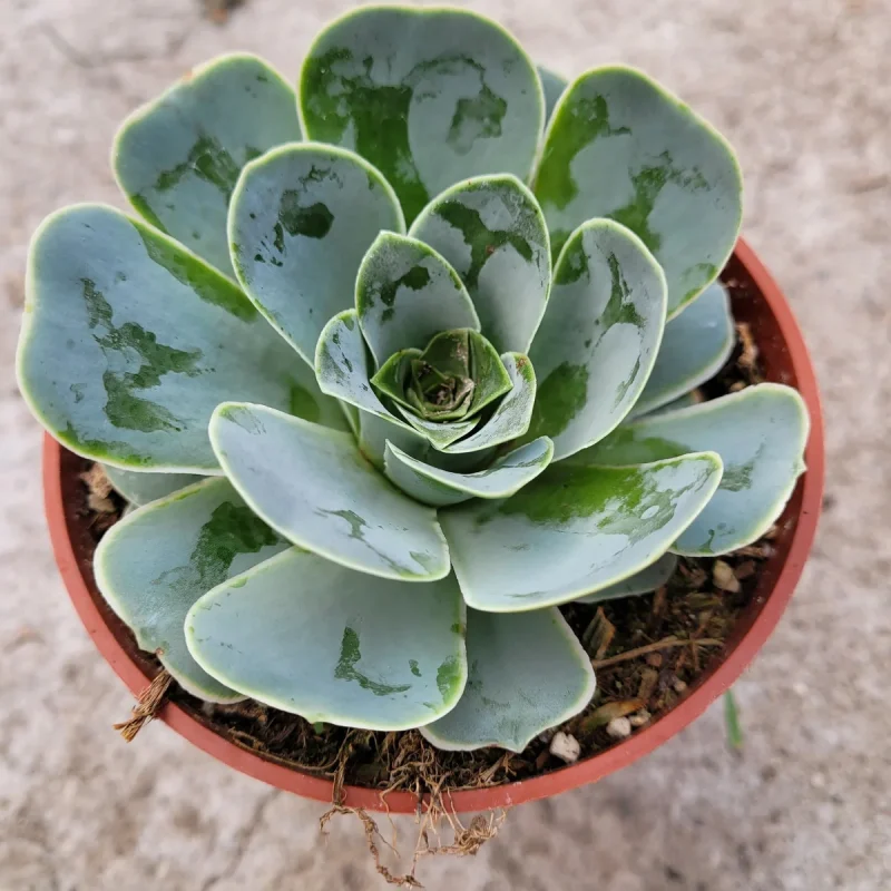 Greenovia Aurea Succulent Plant - Drought-Tolerant Succulent
