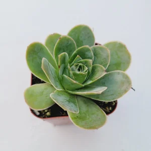 Greenovia Aurea Succulent Plant - Live Drought-Tolerant Succulent - Image 6