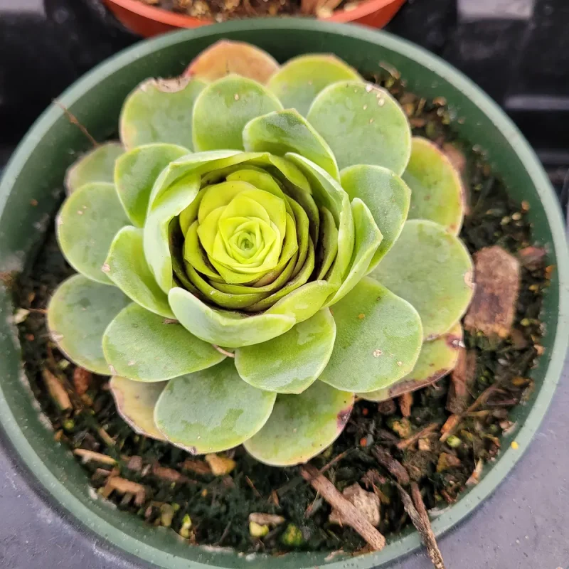succulent pots with drainage Succulent Cactus Planter  Excellent Drainage 10 cm White set / 1 pcs
