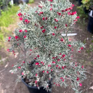 Grevillea lavandulacea 'Penola' Live Plant – 1 Gallon Pot – Outdoor Shrub - Image 3