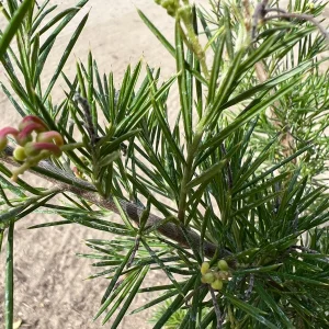 Grevillea 'Pink Pearl' Live Plant - 1ft Tall, 1 Gallon Pot, Outdoor Shrub - Image 2