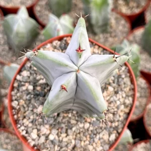 Grey Ghost Organ Pipe Cactus Live Plant - Stenocereus Pruinosus - 2", 4", 6" Pot - Image 2