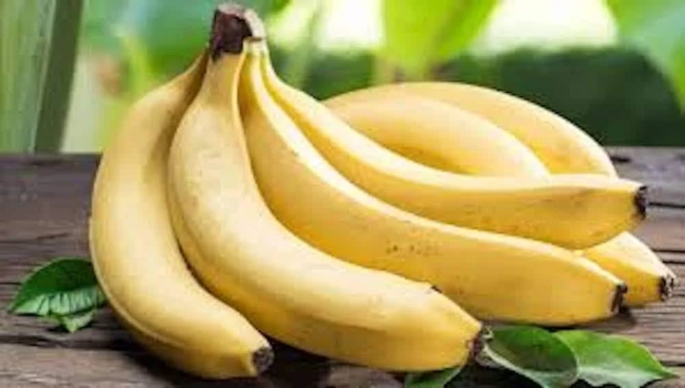 Gros Michel Banana Plant Starter Plug - Heirloom Variety Live Plant - Image 3