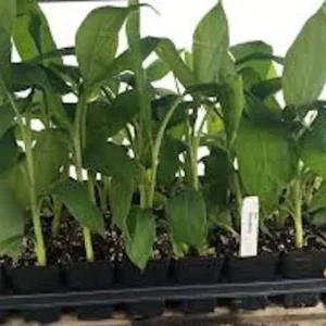 Gros Michel Banana Plant Starter Plug - Heirloom Variety Live Plant - Image 4