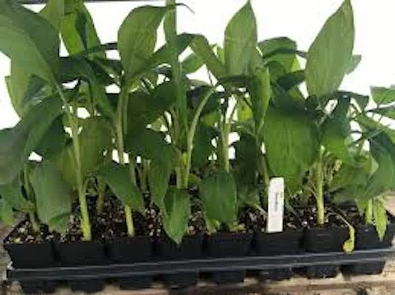 Gros Michel Banana Plant Starter Plug - Heirloom Variety Live Plant - Image 4
