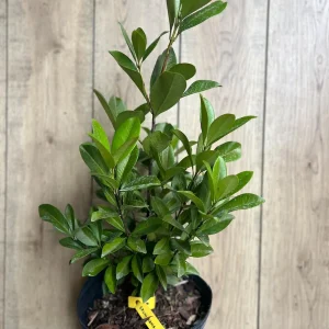 Grumichama Live Plant - Brazilian Cherry Tree - 3 Gallon Pot - Tropical Fruit - Image 10