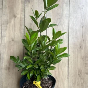 Grumichama Live Plant - Brazilian Cherry Tree - 3 Gallon Pot - Tropical Fruit - Image 2