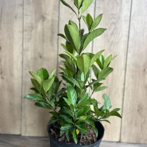 Grumichama Live Plant - Brazilian Cherry Tree - 3 Gallon Pot - Tropical Fruit - Image 5