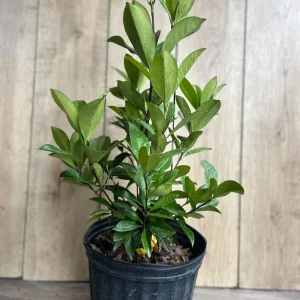 Grumichama Live Plant - Brazilian Cherry Tree - 3 Gallon Pot - Tropical Fruit - Image 6