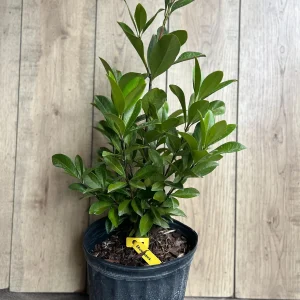 Grumichama Live Plant - Brazilian Cherry Tree - 3 Gallon Pot - Tropical Fruit - Image 8