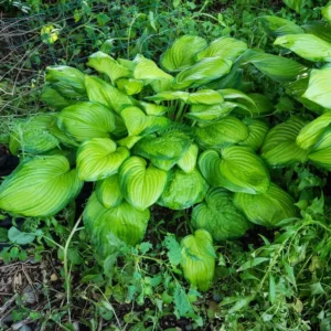 Guacamole Hosta Bare Root Plant - Chartreuse Green Foliage, Zones 3-9 - Image 1
