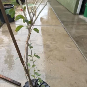 Guamuchil Tree Live Plant - Pithecellobium Dulce - 2 ft Tall - 6 inch Pot - Image 2