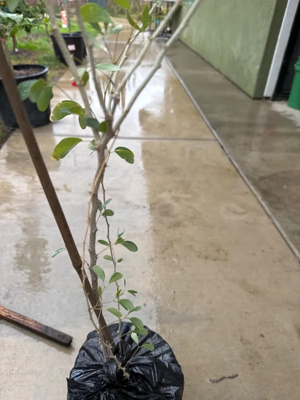 Guamuchil Tree Live Plant - Pithecellobium Dulce - 2 ft Tall - 6 inch Pot - Image 2