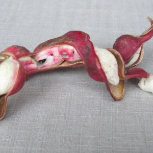 Guamuchil Tree Live Plant - Pithecellobium Dulce - 2 ft Tall - 6 inch Pot - Image 1