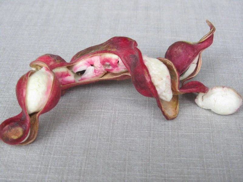 Guamuchil Tree Live Plant - Pithecellobium Dulce - 2 ft Tall - 6 inch Pot - Image 1