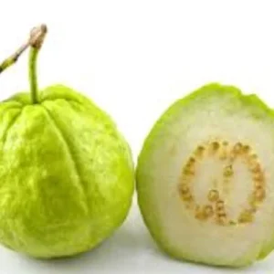 Guava Fruit Tree Live Plant 5-8 inch Tall Tropical Delicious - Image 3