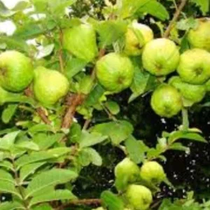 Guava Fruit Tree Live Plant 5-8 inch Tall Tropical Delicious - Image 7