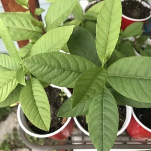 Guava Fruit Tree Live Plant, 9-15 inches Tall - Tropical & Delicious Edible Fruit - Image 4