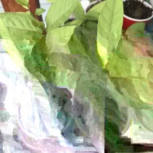 Guava Fruit Tree Live Plant, 9-15 inches Tall - Tropical & Delicious Edible Fruit - Image 5