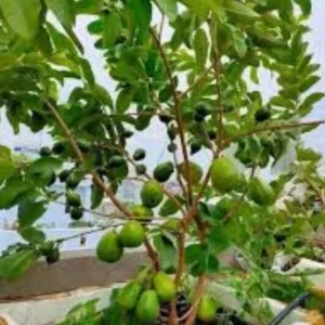 Guava Fruit Tree Live Plant, 9-15 inches Tall - Tropical & Delicious Edible Fruit - Image 6