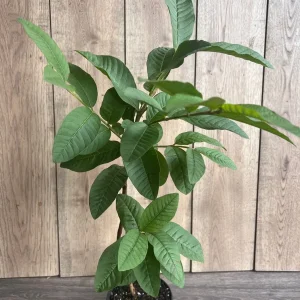 Guava Live Plant in 6