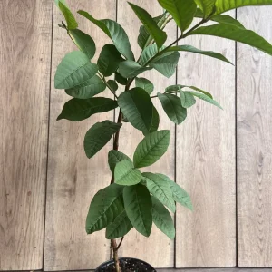 Guava Live Plant in 6