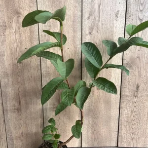 Guava Live Plant in 6
